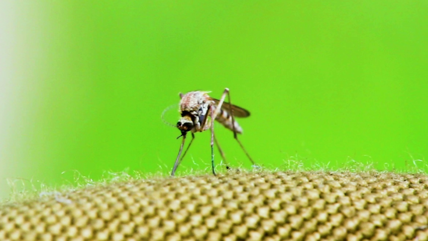 fortaleza-registra-o-menor-indice-de-infestacao-de-focos-de-dengue-em-2024,-diz-levantamento