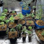 mais-de-24-pes-de-maconha-foram-apreendidos-em-uma-residencia-em-jaru,-ro