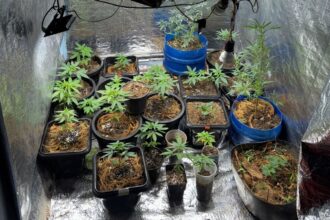 mais-de-24-pes-de-maconha-foram-apreendidos-em-uma-residencia-em-jaru,-ro