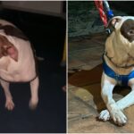 cao-pitbull-se-aventura-em-onibus,-se-perde-de-casa-e-vive-saga-ate-ser-devolvido-aos-tutores