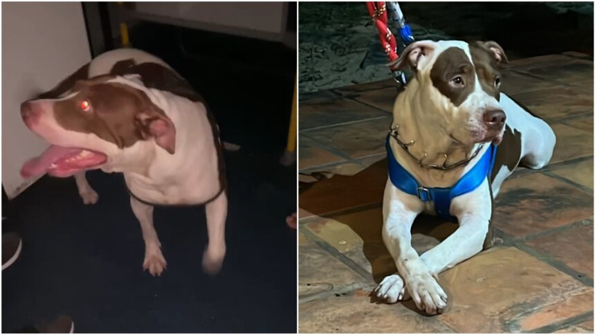 cao-pitbull-se-aventura-em-onibus,-se-perde-de-casa-e-vive-saga-ate-ser-devolvido-aos-tutores