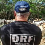 policia-recupera-13-bovinos-de-raca-que-haviam-sido-furtados-no-interior-do-ceara;-video