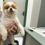 policia-civil-recupera-cachorro-furtado-no-bairro-de-fatima