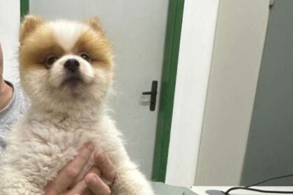 policia-civil-recupera-cachorro-furtado-no-bairro-de-fatima