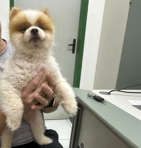 policia-civil-recupera-cachorro-furtado-no-bairro-de-fatima