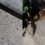 infestacao-de-moscas-invade-casas-e-afeta-a-saude-de-moradores-em-comunidade-na-grande-fortaleza