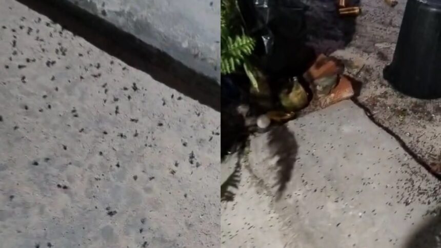infestacao-de-moscas-invade-casas-e-afeta-a-saude-de-moradores-em-comunidade-na-grande-fortaleza
