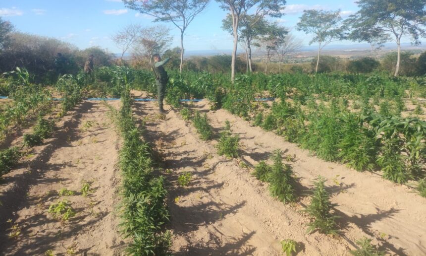 policia-encontra-plantacao-com-cerca-de-60-mil-pes-de-maconha-no-ceara