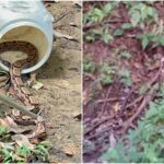 jiboia-de-dois-metros-e-encontrada-em-pacoti;-veja-video