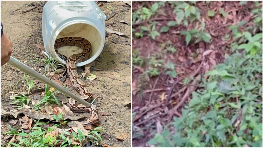 jiboia-de-dois-metros-e-encontrada-em-pacoti;-veja-video