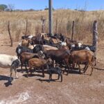 20-animais-morrem-no-ceara-apos-tomar-vacina-de-lotes-suspensos-pelo-ministerio-da-agricultura