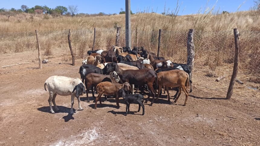 20-animais-morrem-no-ceara-apos-tomar-vacina-de-lotes-suspensos-pelo-ministerio-da-agricultura