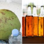 governo-do-ceara-anuncia-compra-de-agua-de-coco-e-cajuina-apos-tarifaco-dos-eua