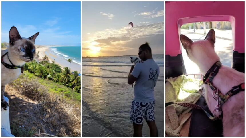 conheca-melly,-a-gata-mochileira-que-foi-a-pe-de-pernambuco-ao-ceara