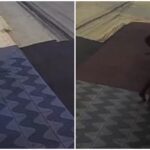 video:-homem-usa-cabo-de-vassoura-para-puxar-e-furtar-bolsa-de-dentro-de-casa