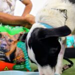 governo-do-ceara-lanca-programa-racao-do-bem-para-apoiar-animais-em-vulnerabilidade