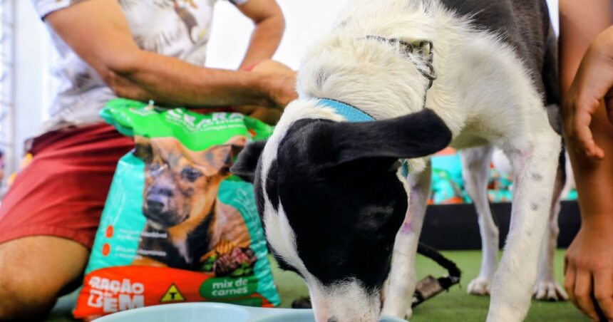 governo-do-ceara-lanca-programa-racao-do-bem-para-apoiar-animais-em-vulnerabilidade