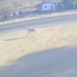 motociclista-se-fere-ao-colidir-com-jumento-em-rodovia-no-ceara;-animal-morreu