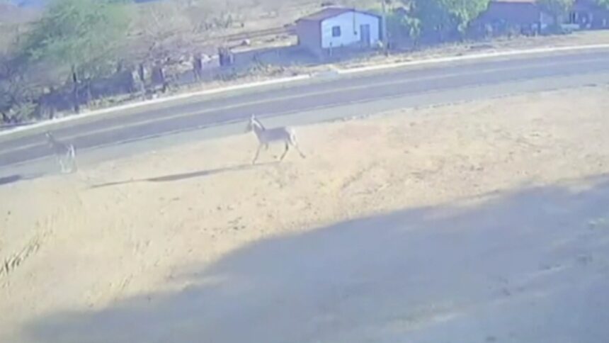 motociclista-se-fere-ao-colidir-com-jumento-em-rodovia-no-ceara;-animal-morreu