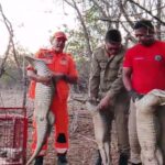 bombeiros-resgatam-familia-de-jacare-de-fundo-de-poco-no-ceara;-video