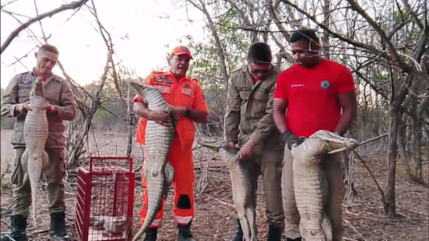 bombeiros-resgatam-familia-de-jacare-de-fundo-de-poco-no-ceara;-video