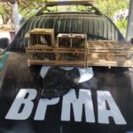 policia-resgata-14-aves-silvestres-em-operacao-realizada-em-feira-de-juazeiro-do-norte,-no-ceara