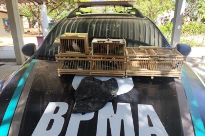 policia-resgata-14-aves-silvestres-em-operacao-realizada-em-feira-de-juazeiro-do-norte,-no-ceara