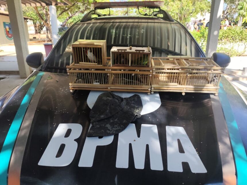 policia-resgata-14-aves-silvestres-em-operacao-realizada-em-feira-de-juazeiro-do-norte,-no-ceara