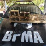 em-juazeiro-do-norte,-policia-militar-resgata-14-aves-silvestres-em-feira