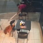 homem-e-preso-por-agredir-cachorro-com-paulada-no-ceara;-imagem-e-forte