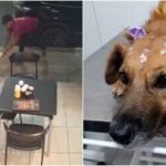 cadela-agredida-com-paulada-e-encontrada-e-recebe-atendimento-veterinario