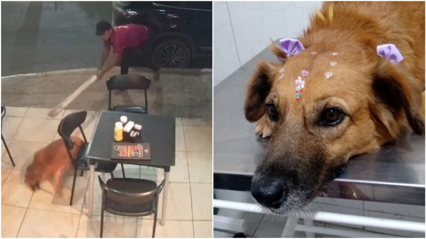 cadela-agredida-com-paulada-e-encontrada-e-recebe-atendimento-veterinario