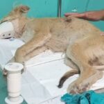 homem-e-preso-suspeito-de-esfaquear-cachorro-na-zona-rural-de-sao-benedito,-interior-do-ceara