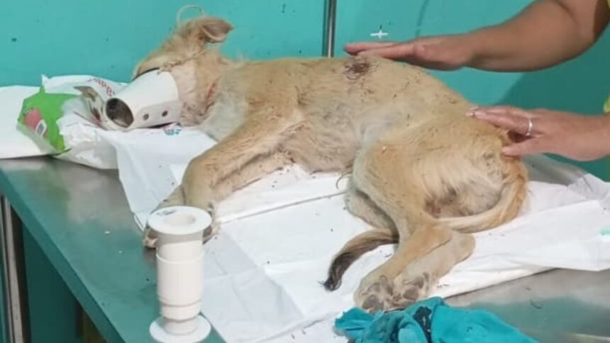 homem-e-preso-suspeito-de-esfaquear-cachorro-na-zona-rural-de-sao-benedito,-interior-do-ceara