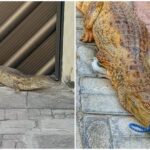 jacare-aparece-em-calcada-de-casa-no-interior-do-ceara-e-e-imobilizado-por-bombeiro-da-reserva