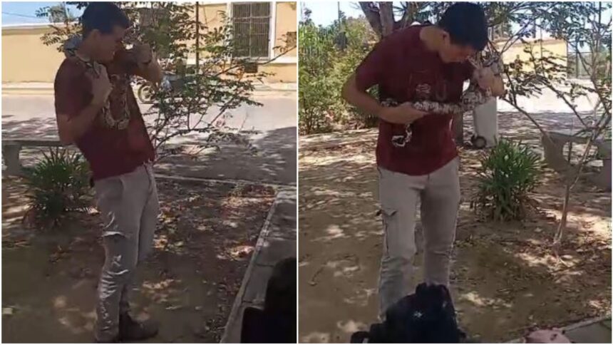 video:-jiboia-morde-e-se-agarra-a-rosto-de-aluno-em-universidade-no-ceara