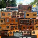 bpma-da-pmce-apreende-30-aves-silvestres-usadas-em-rinha-e-avaliadas-em-r$90-mil