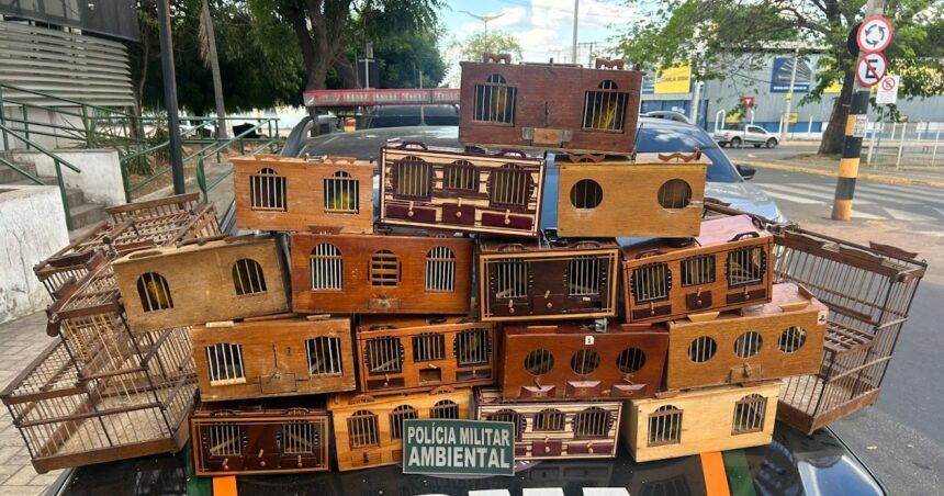 bpma-da-pmce-apreende-30-aves-silvestres-usadas-em-rinha-e-avaliadas-em-r$90-mil