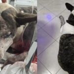 cachorro-sobrevive-a-cinco-tiros-em-fortaleza-e-precisa-de-cirurgia
