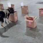 carga-com-cocaina-diluida-em-vinho-e-apreendida-pela-pf-no-aeroporto-de-fortaleza