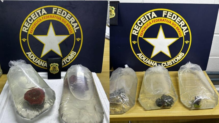 corais-do-oceano-pacifico-sao-apreendidos-sem-documentacao-no-aeroporto-de-fortaleza