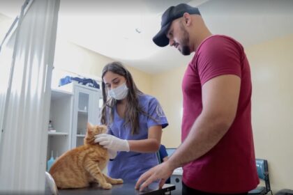 fortaleza-promove-3o-dia-d-da-vacinacao-antirrabica-para-caes-e-gatos-neste-sabado
